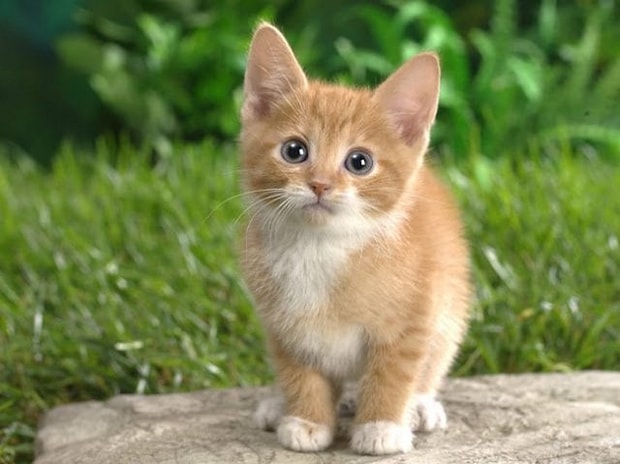 Kedi