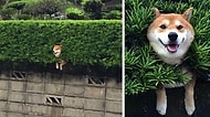 Israrla ve Durmadan Bir Şeylere Sıkışıp Kalan Dünya Tatlısı 11 Shiba Inu Cinsi Köpek