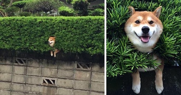 Israrla ve Durmadan Bir Şeylere Sıkışıp Kalan Dünya Tatlısı 11 Shiba Inu Cinsi Köpek
