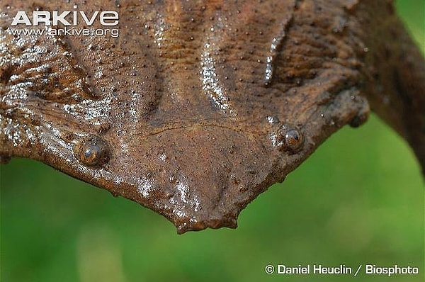 9. Лягушка суринамская пипа