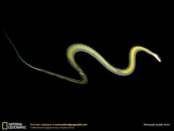 11. Летающая змея (Chrysopelea)