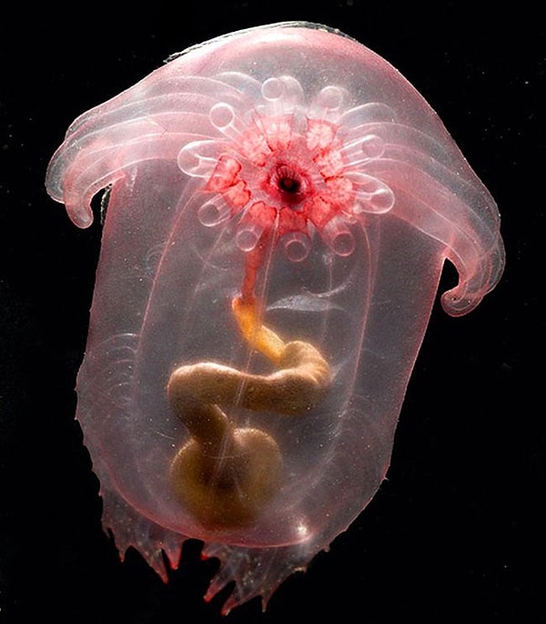 16. Морской огурец (Enypniastes)