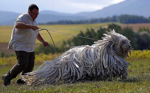 31. Бергамская овчарка