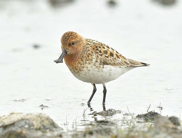 41. Ложкоклювый кулик