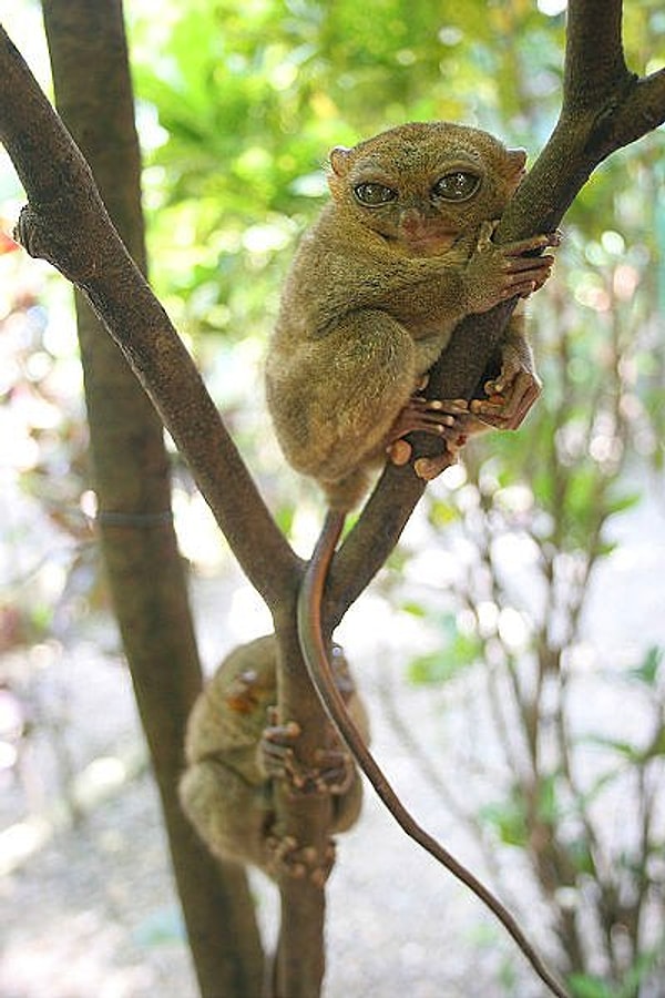 42. Долгопяты