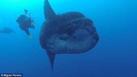 Dünyanın En Büyük Pervane Balıklarından Biri ile Yüz Yüze Gelen Dalgıçlar