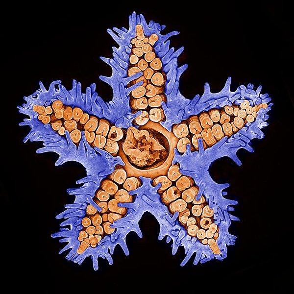 7. Eşodaklı mikroskobi ile deniz yıldızı görüntüleme - Evan Darling.