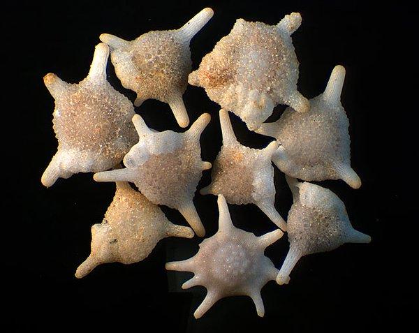 Bonus 1 - Güneybatı Pasifik Okyanusundan alınmış bir derin deniz canlısı "Foraminifera" - Dr. Robert B. Simmons.