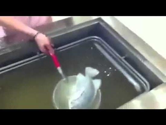 Balığı Sıvı Nitrojen İçine Koyarsanız Ne Olur?