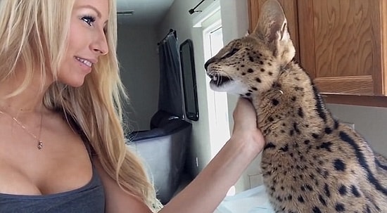 Sahibine "Anne" Diyen Vahşi Ama Bir O Kadar da Sevimli Vaşak