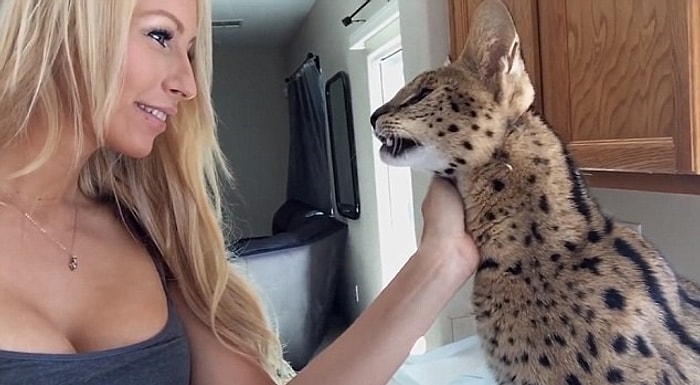 Sahibine "Anne" Diyen Vahşi Ama Bir O Kadar da Sevimli Vaşak