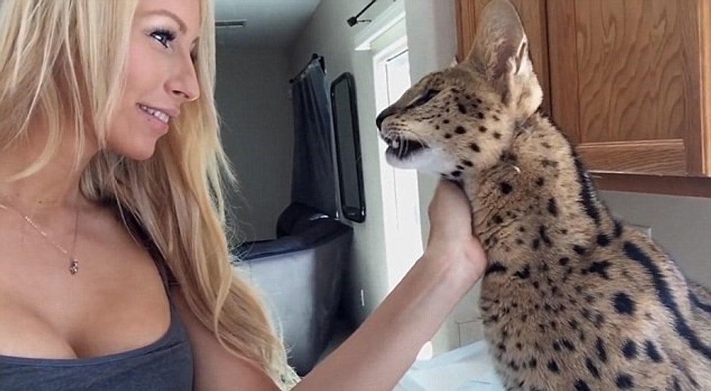 Sahibine "Anne" Diyen Vahşi Ama Bir O Kadar da Sevimli Vaşak