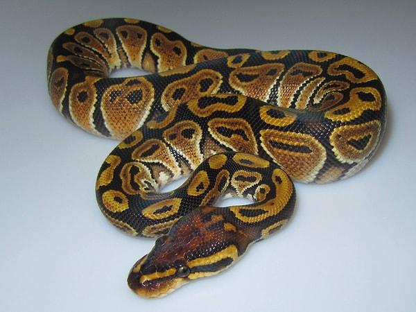 2. Ball python (Top pitonu)