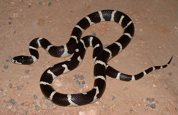 6. California milk snake (Kaliforniya süt yılanı)