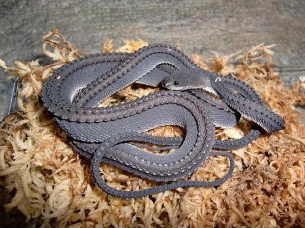 7. Javan mudsnack (Xenodermus javanicus) (Java'lı çamur yılanı)