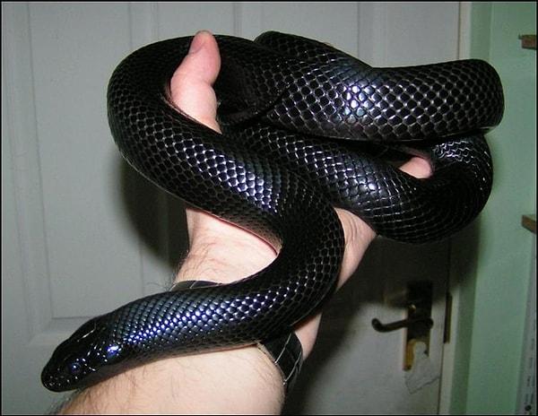 11. Meksika siyah kral yılanı (Lampropeltis getula nigrita)