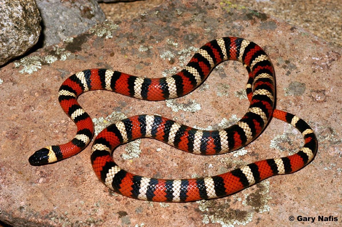 Какое название змеи. Сурукуку змея красная водная. Demansia Psammophis. Полосатая змея. Трехцветная змея.