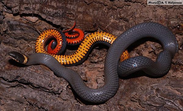 15. Boğmaklı yılan (Diadophis punctatus)