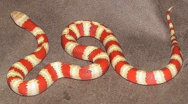 19. Albino ruthven kingsnake