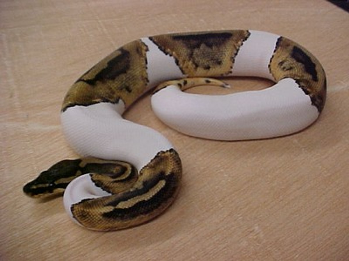 Cast python. 20! В питоне. Питон 20 см. Leucistic Ball Python.