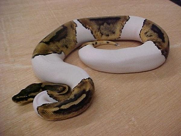 26. Pied python (Alaca piton)