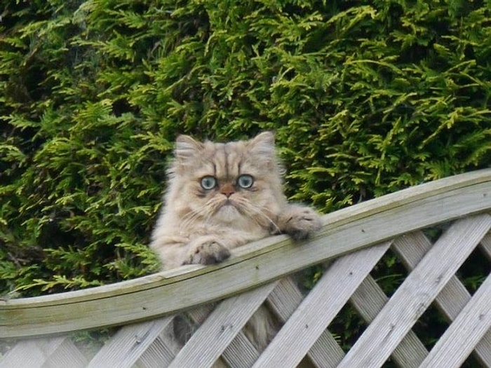 Her Baktığınızda Güldürecek, Internet Tarihinin En Garip 41 Kedi Fotoğrafı