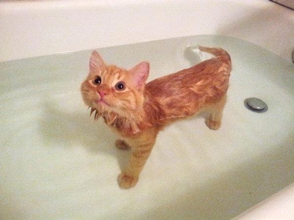 27. Suyla bir sıkıntısı olmayan fazla minnoş kedi