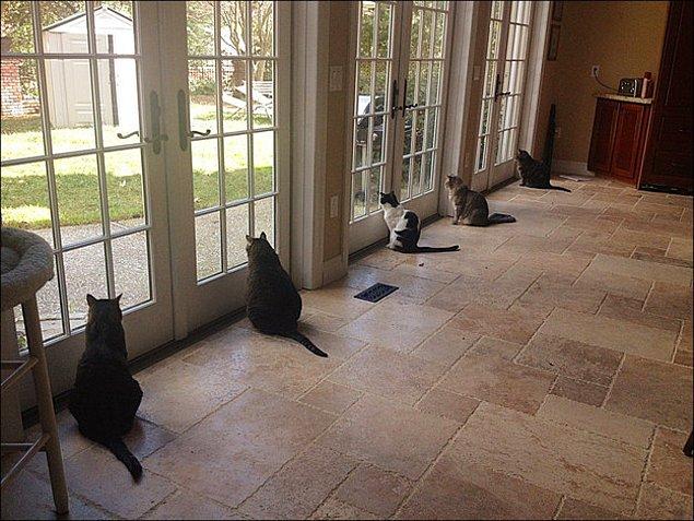 37. A group of cats guarding a home from nothing