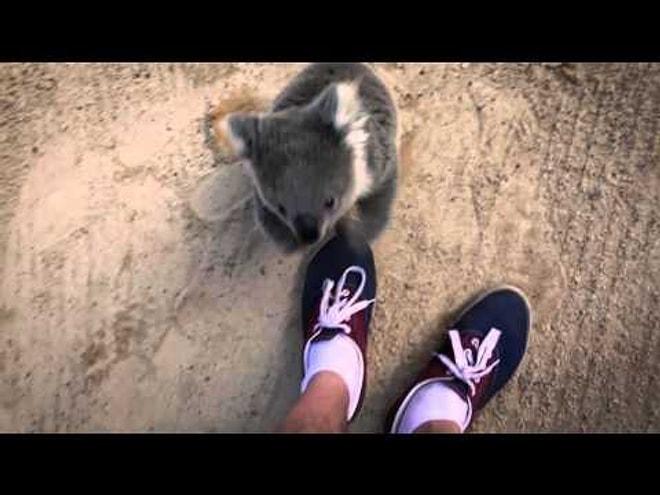 Kalpleri Fethedecek Anlar: Kameramana Sarılan Aşırı Sevimli Bebek Koala