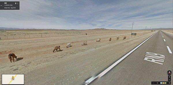 10. Arjantin'de yol kenarında bir alpaka sürüsü otlanıyor.