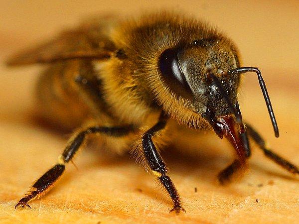 Her bir arının ne yaptığını gözlemlemek için de arıların arkasına küçük kimlik numaraları yapıştırıldı.