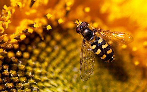 Arılar bu dansla diğer yuva arkadaşlarına nektarın kaynağını aktarıyor.