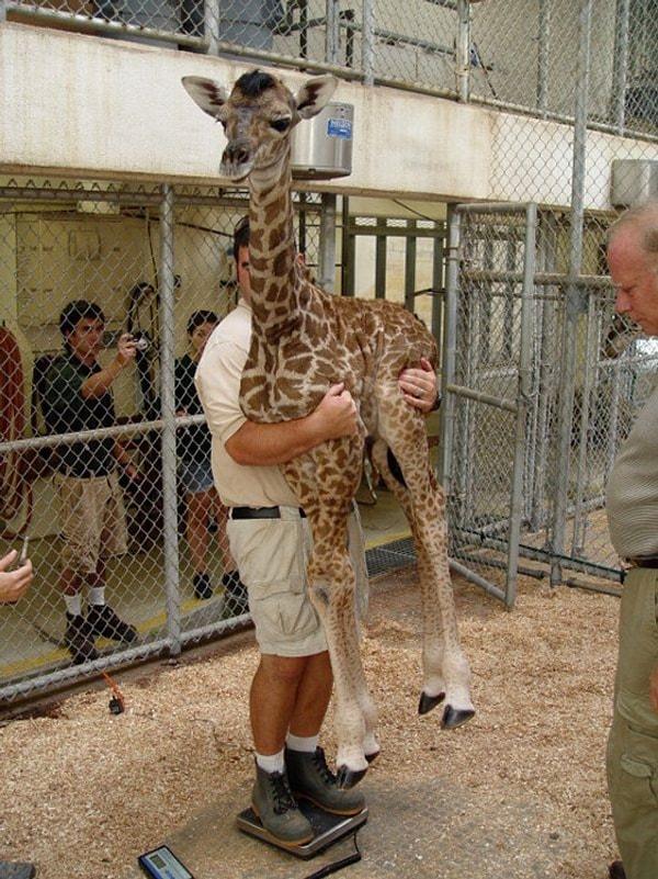 10. Gülümseyin... Çünkü yavru zürafayı ancak böyle tartarsınız.