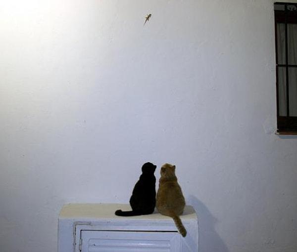 17. Çünkü bu iki kafadar bir araya gelmiş, sıkılmadan usanmadan duvardaki kertenkeleyi izliyor.