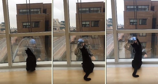 Bina Camlarını Temizleyen Adamla Oynamaya Çalışan Sevimli Kedi