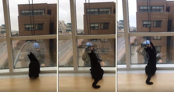 Bina Camlarını Temizleyen Adamla Oynamaya Çalışan Sevimli Kedi