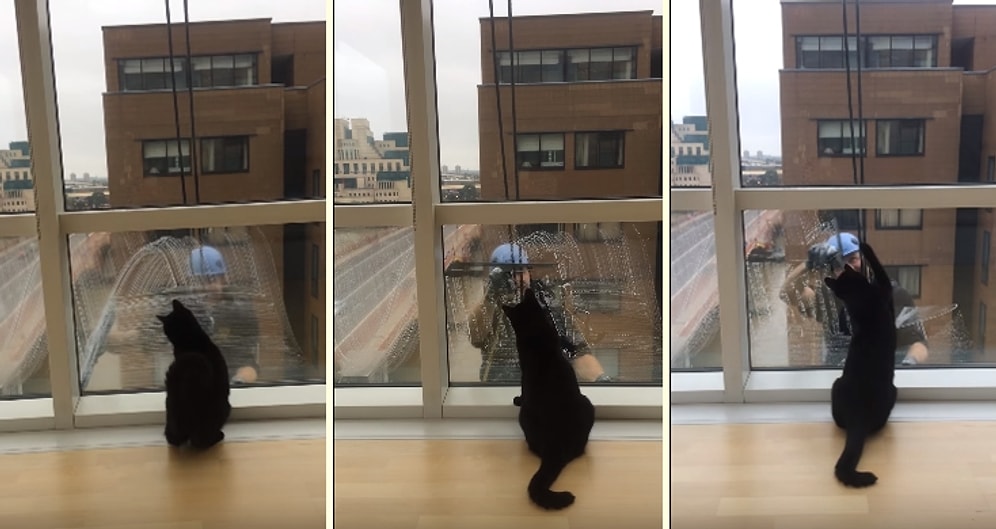 Bina Camlarını Temizleyen Adamla Oynamaya Çalışan Sevimli Kedi
