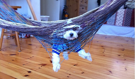 Aldıkları Yanlış Kararlar Yüzünden Hayatları Tıkanma Noktasına Gelmiş 17 Şanssız Köpek