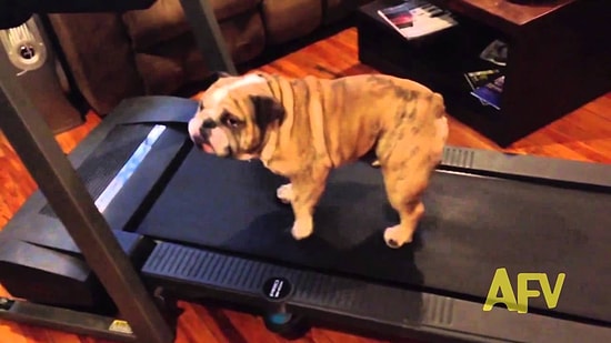 Ленивый песик пытается увильнуть от физических упражнений