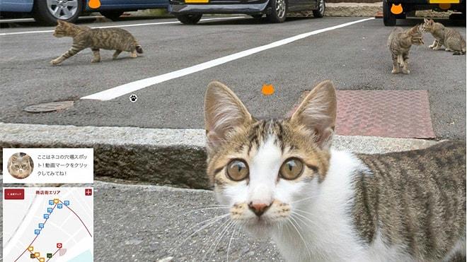 Japonya’yı gezerek kedileri bulun