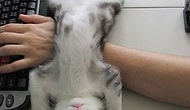 "Ben Tam Bir İlgi Manyağıyım" Diye Bağıran 13 Kedi