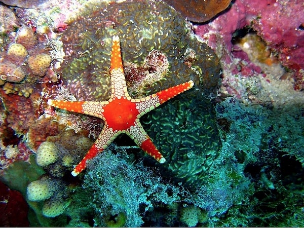 11. Остров Уилсон (Австралия )