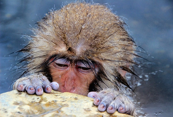 5. Игокудани, Япония