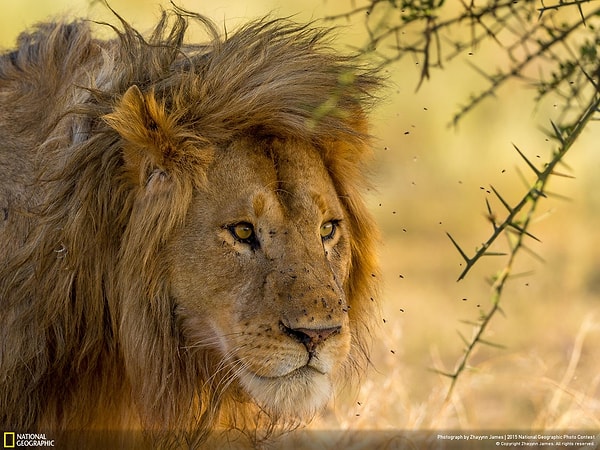 5. Мто ва Мбу, Аруша, Танзания