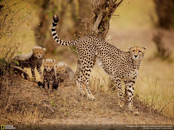 18. Масаи-Мара, Кения