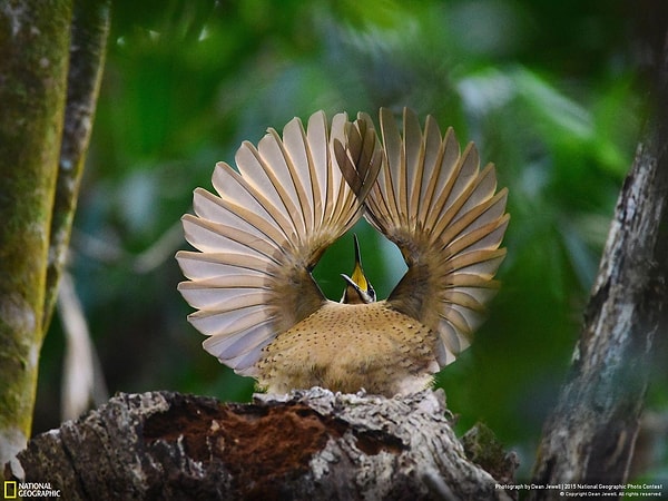 21. Национальный парк Дэйнтри, Квинсленд, Австралия