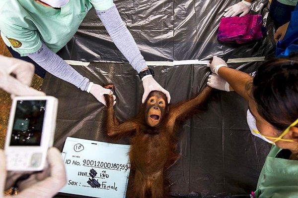 19. Bir veteriner, Tayland'da iki yaşındaki bir orangutan üzerinde yapılan sağlık muayenesini kameraya alırken. (27 Ağustos)