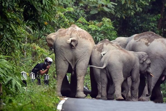 Tayland'da Motorun Sesine Sinirlenen Fil, Motosikletliye Saldırdı!