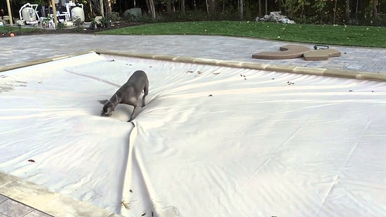 Su Geçirmez Örtüyle Kaplı Havuzun Üzerinde Oyun Oynayan Köpek