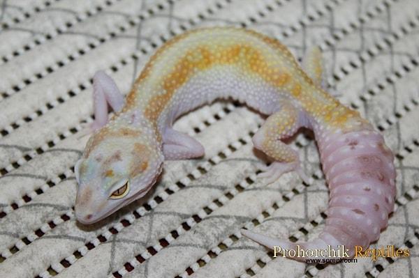 4. Aurora leopar gecko